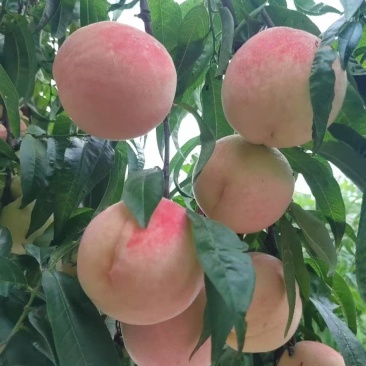 寒露蜜桃