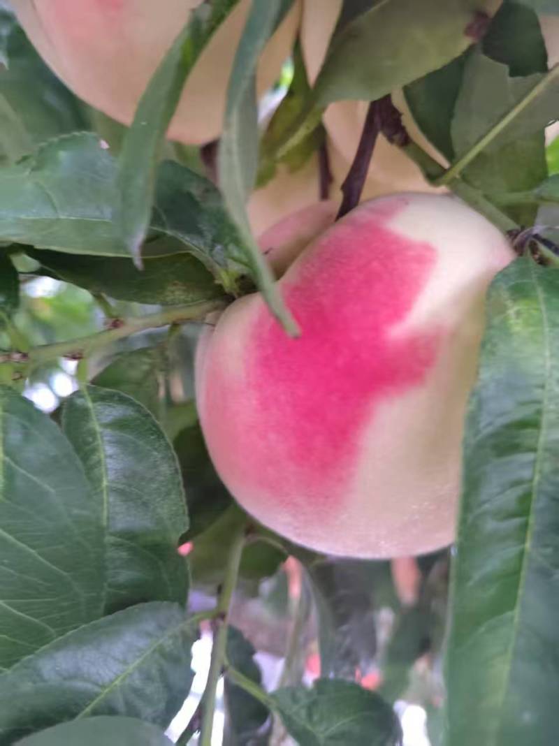 寒露蜜桃