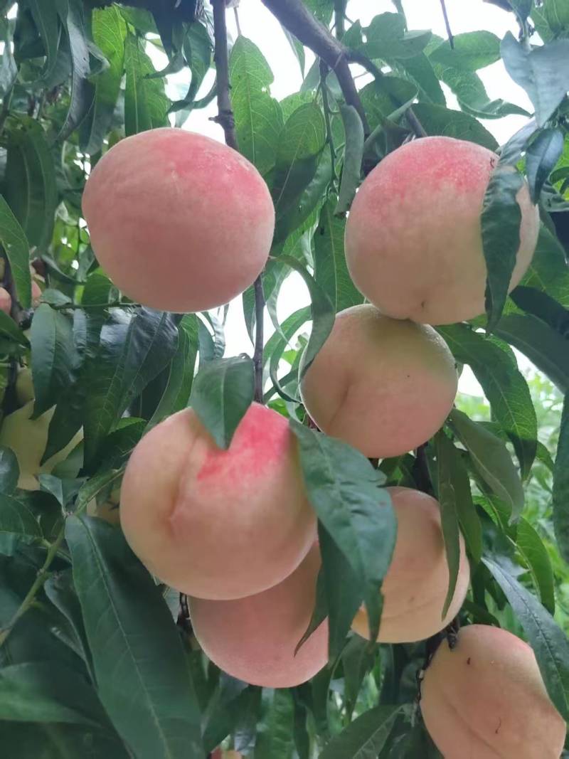 寒露蜜桃