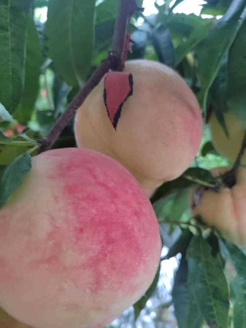 寒露蜜桃