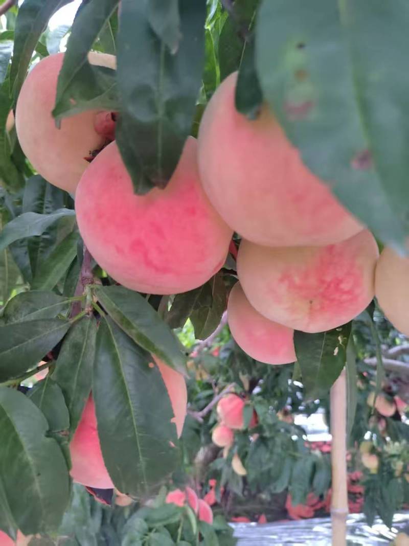 寒露蜜桃