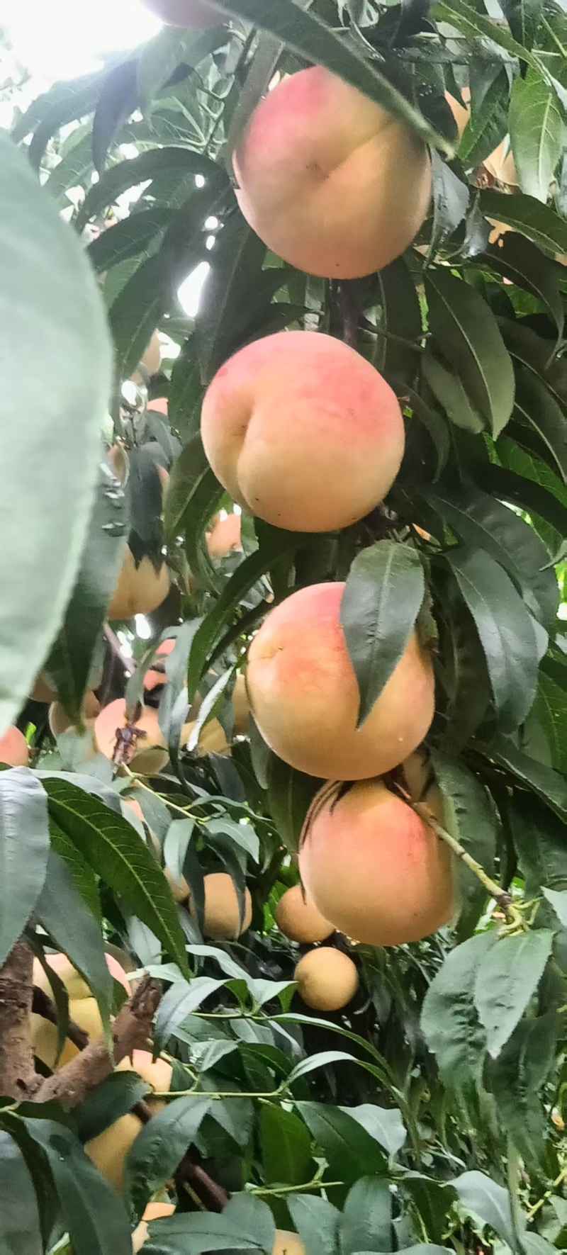 寒露蜜桃