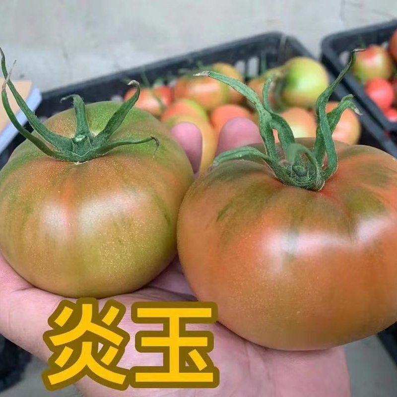 大量草莓柿子芸豆上市