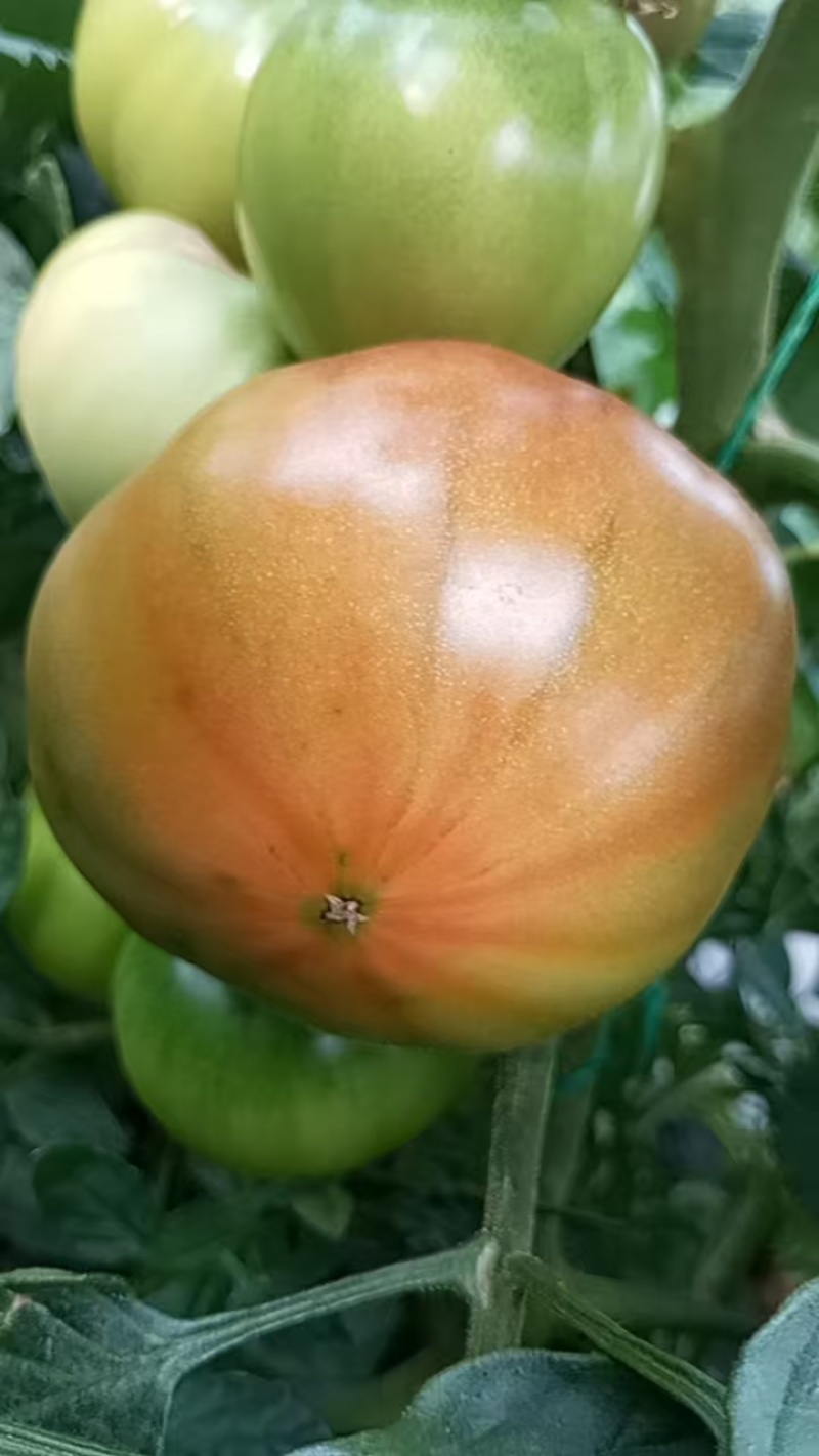 大量草莓柿子芸豆上市