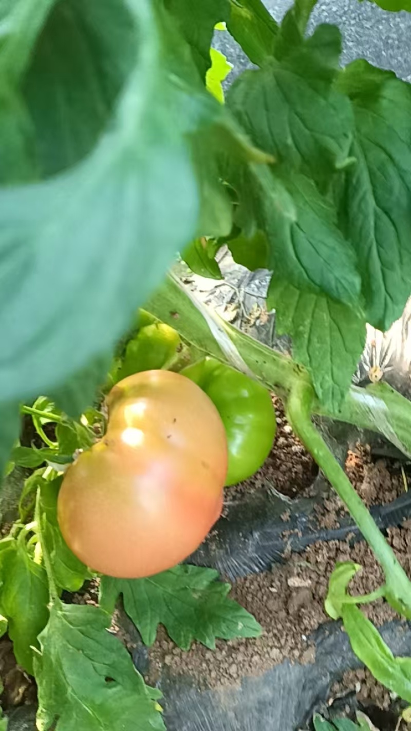 大量草莓柿子芸豆上市