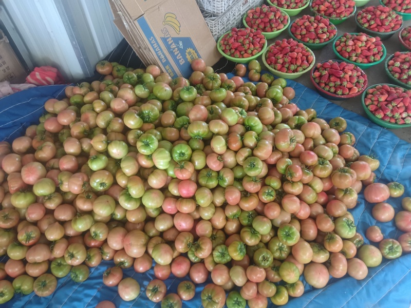 大量草莓柿子芸豆上市