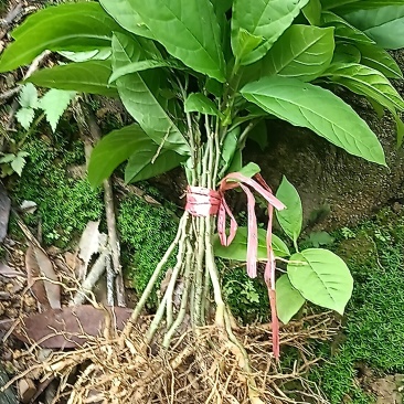 黄花倒水莲苗