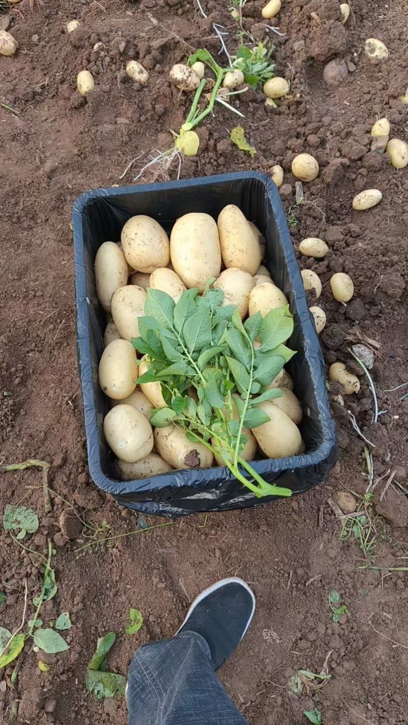 土豆大棚黄心土豆大量上市个大皮毛亮质量保证想要的联系