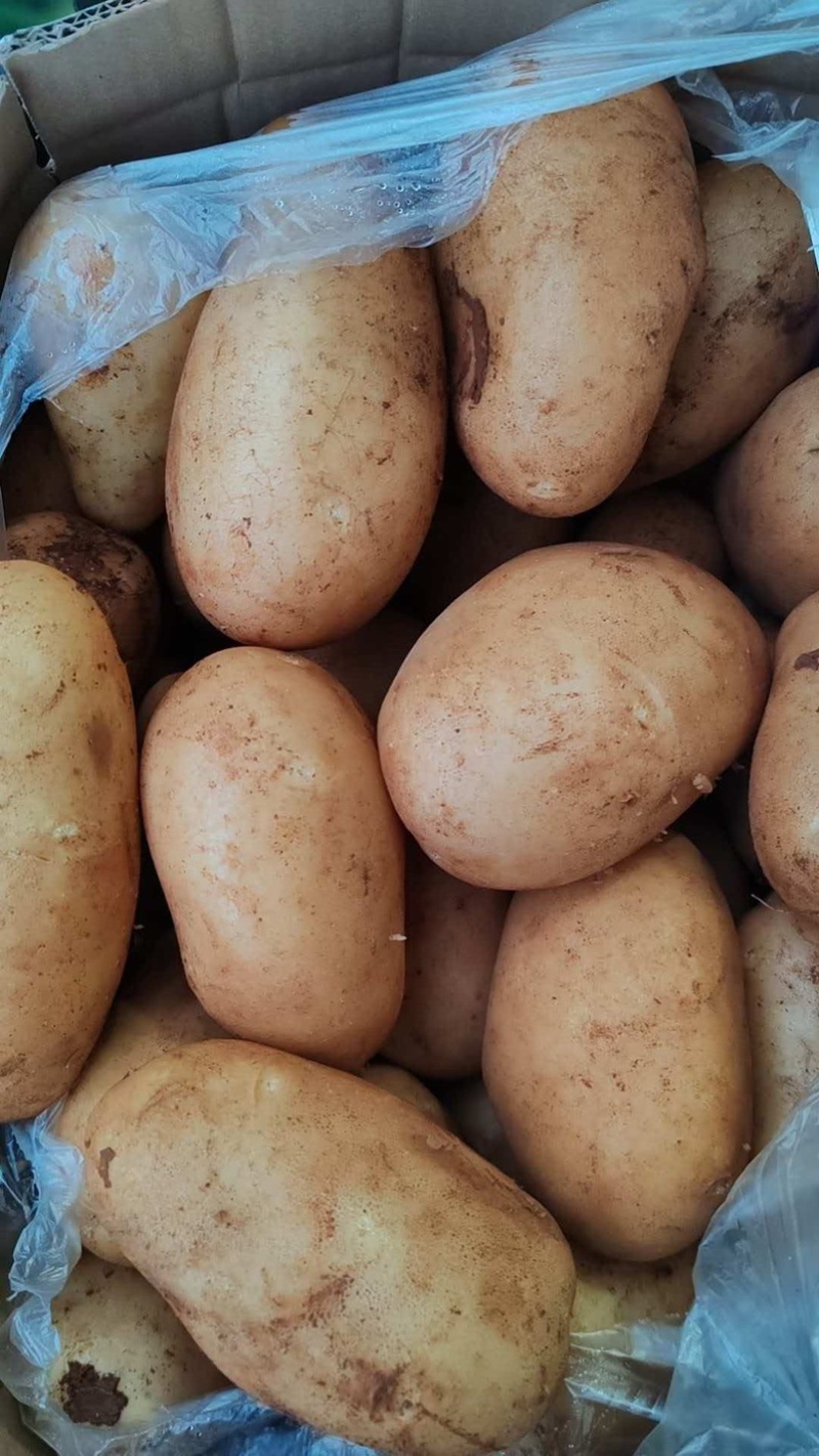 土豆大棚黄心土豆大量上市个大皮毛亮质量保证想要的联系