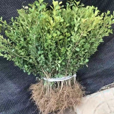 小叶黄杨苗