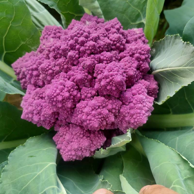 紫色宝塔花菜、绿色宝塔花菜