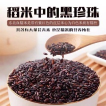 【新米】新米东北血糯米正宗黑糯米紫糯米新米饭团杂粮组合