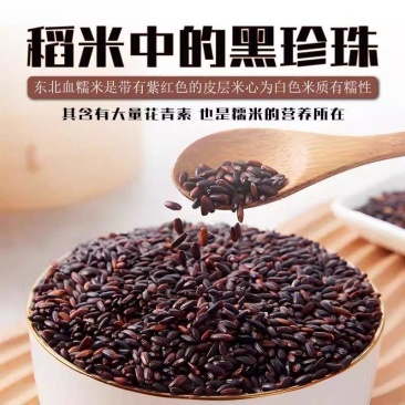 【新米】新米东北血糯米正宗黑糯米紫糯米新米饭团杂粮组合