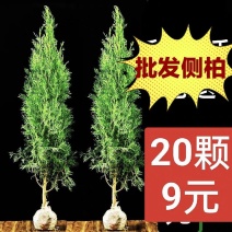 扁柏树苗侧柏树苗墓地松柏龙柏树苗