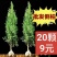 扁柏树苗侧柏树苗墓地松柏龙柏树苗