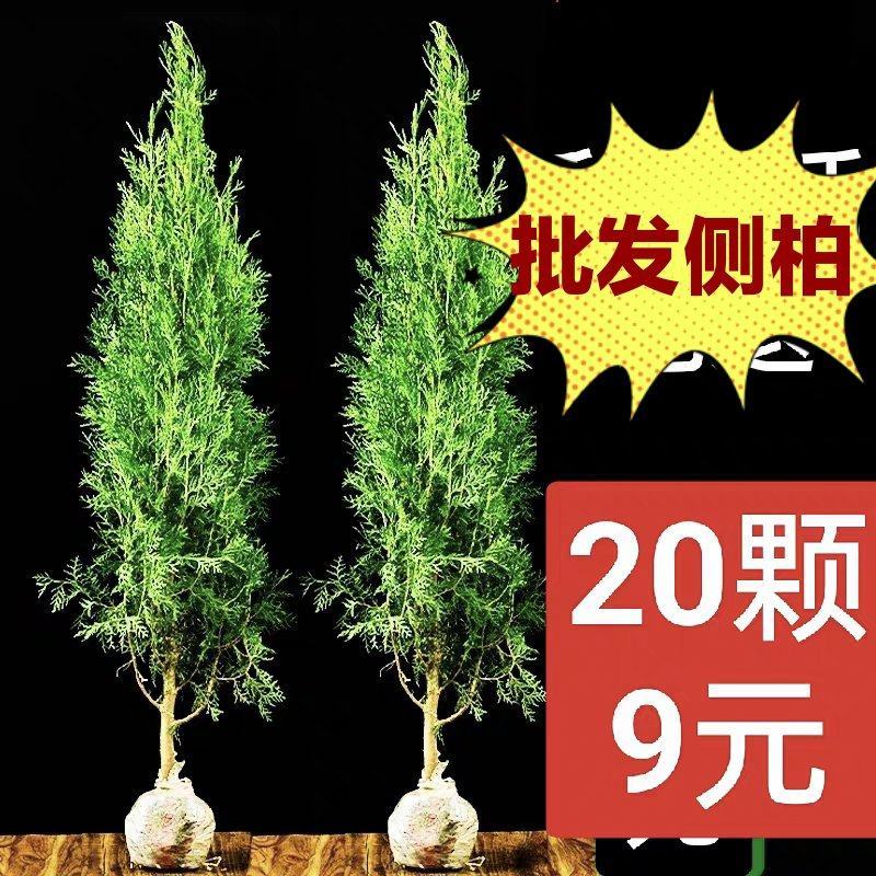 扁柏树苗侧柏树苗墓地松柏龙柏树苗