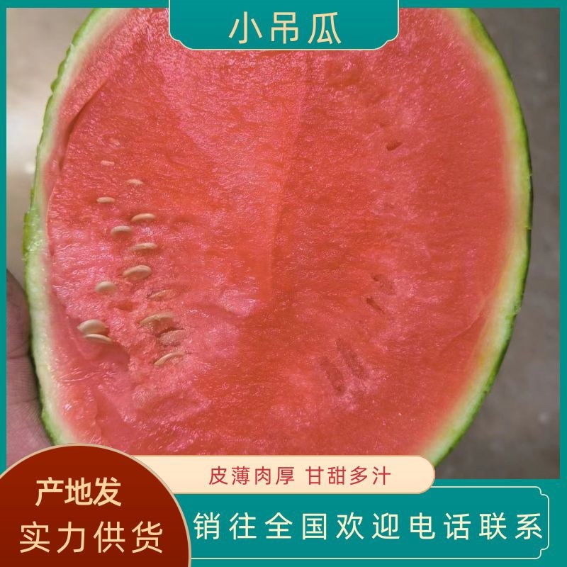 河南中牟，超甜奶油礼品小吊瓜，产地发货，商超直供！
