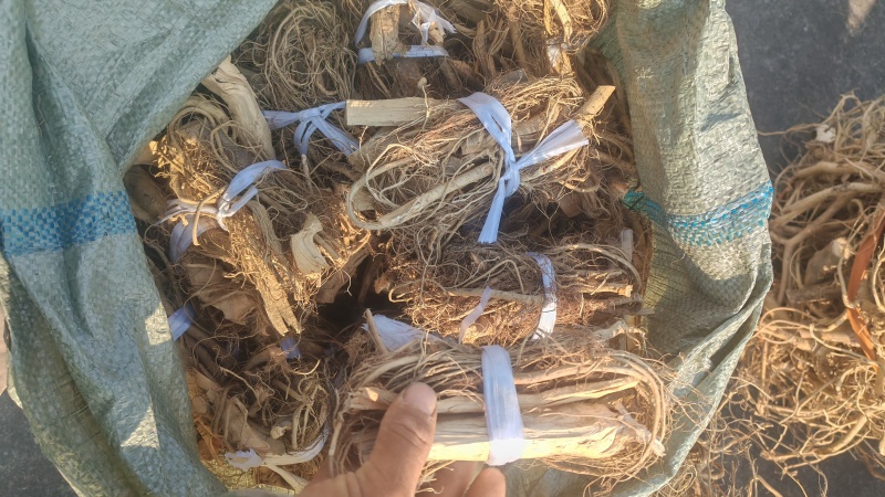 正宗白花牛奶根干货，统货阳枝5厘米以下香味浓郁
