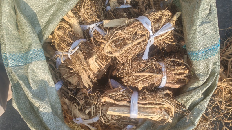 正宗白花牛奶根干货，统货阳枝5厘米以下香味浓郁
