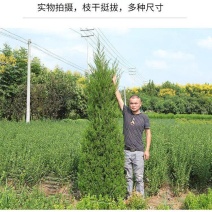 苗场直发塔柏苗龙柏苗松柏苗，各种绿化苗木欢迎咨询