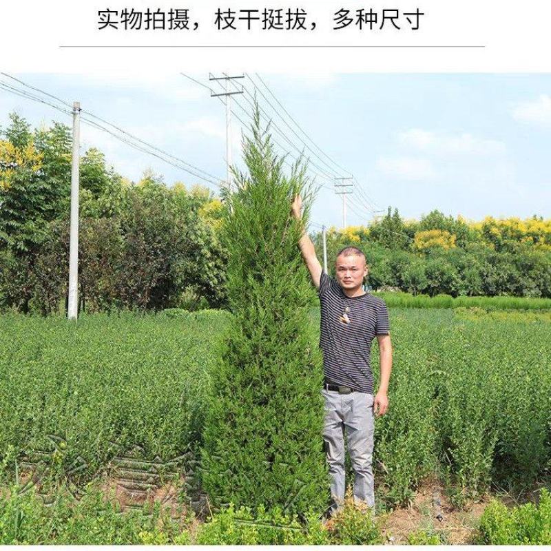 苗场直发塔柏苗龙柏苗松柏苗，各种绿化苗木欢迎咨询