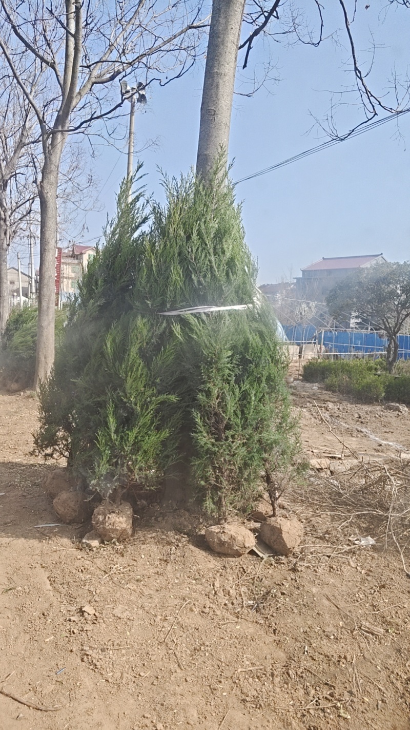 苗场直发塔柏苗龙柏苗松柏苗，各种绿化苗木欢迎咨询