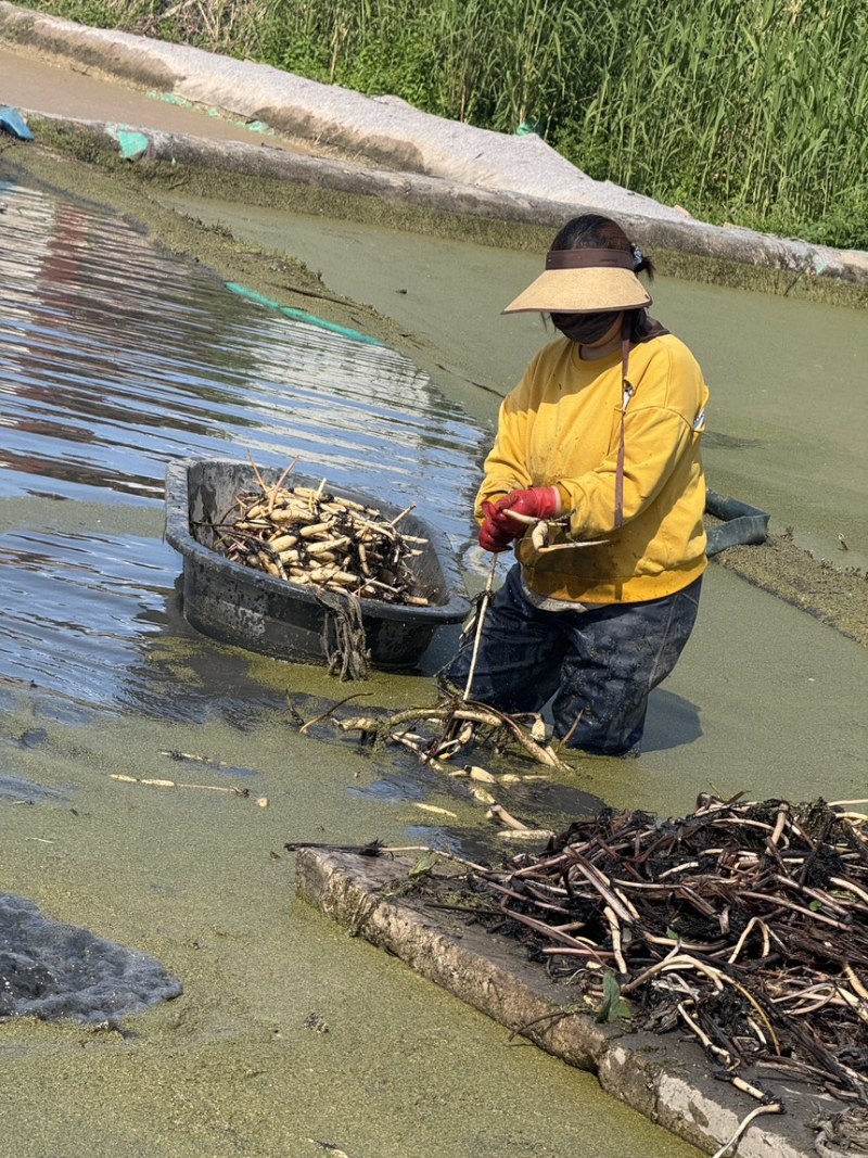 白洋淀精品观赏荷花藕苗基地直供