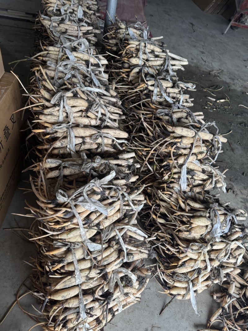 白洋淀精品观赏荷花藕苗基地直供