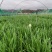 昭通大叶韭菜