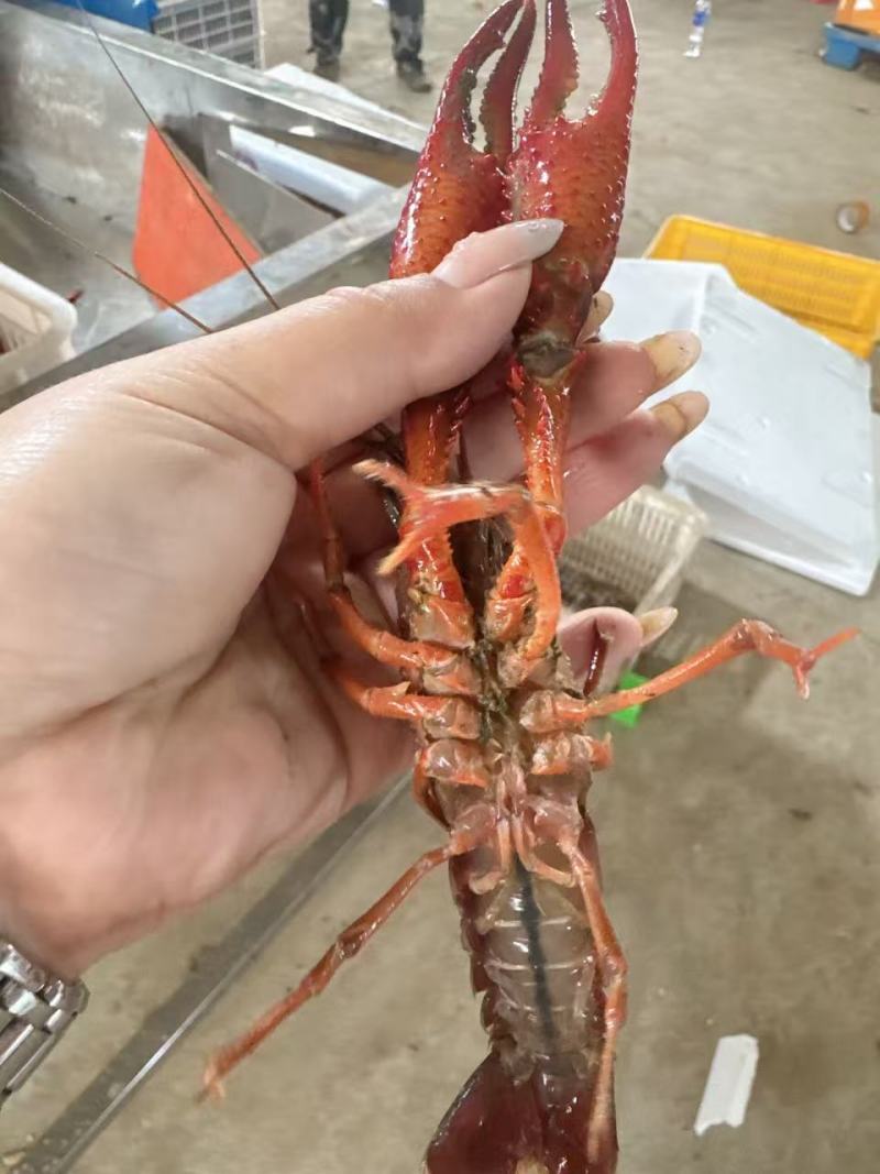 洪湖清水虾，可对接批发市场，餐饮饭店，社区团购，全国发货