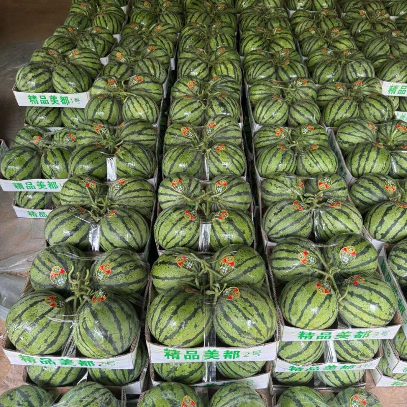 湖北襄阳精品金城5号现摘现发货源充足欢迎来电。