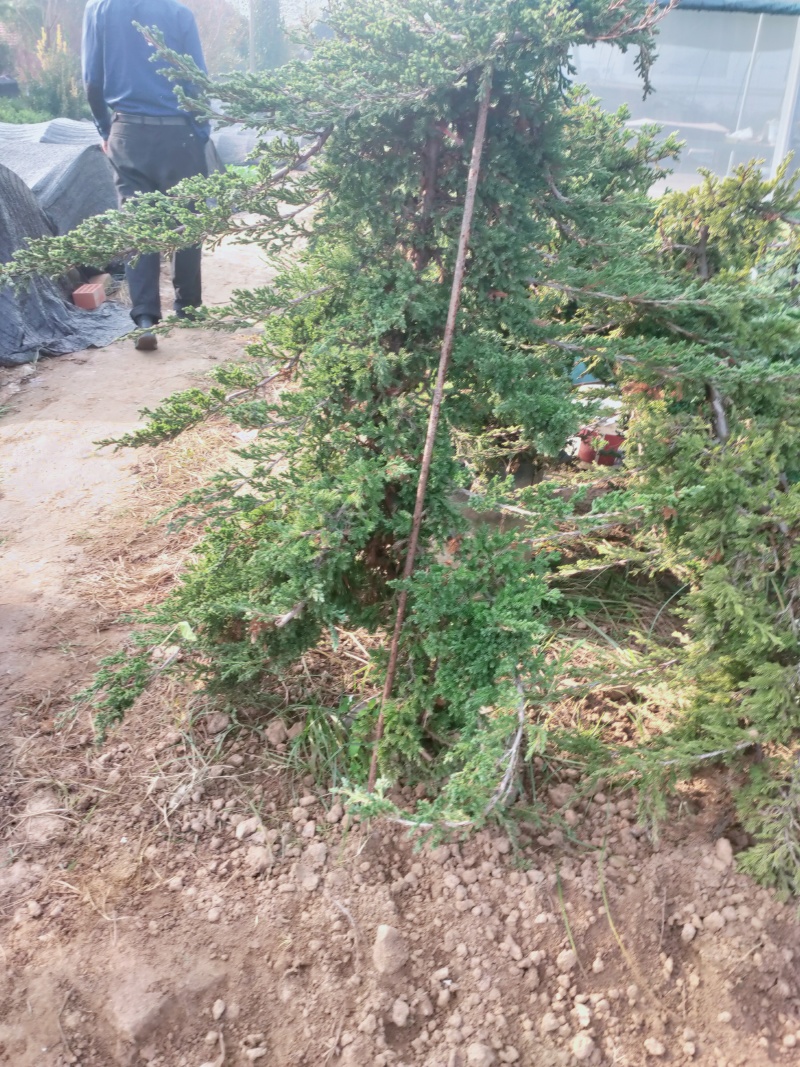出售铺地柏30高40高50高60高大量出售，苗圃现拍