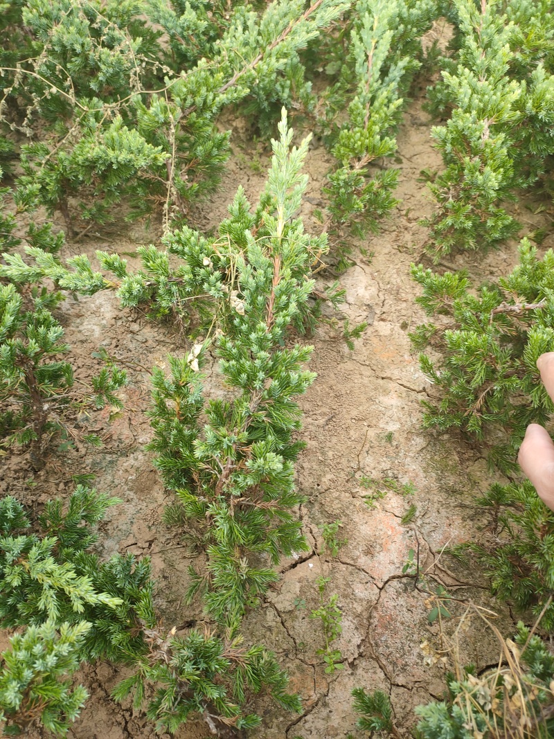 出售铺地柏30高40高50高60高大量出售，苗圃现拍