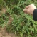 出售铺地柏30高40高50高60高大量出售，苗圃现拍