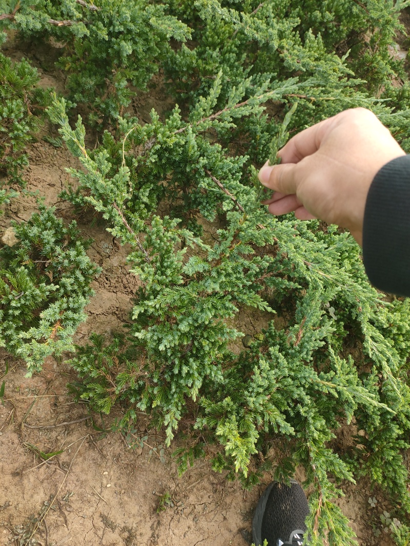 出售铺地柏30高40高50高60高大量出售，苗圃现拍