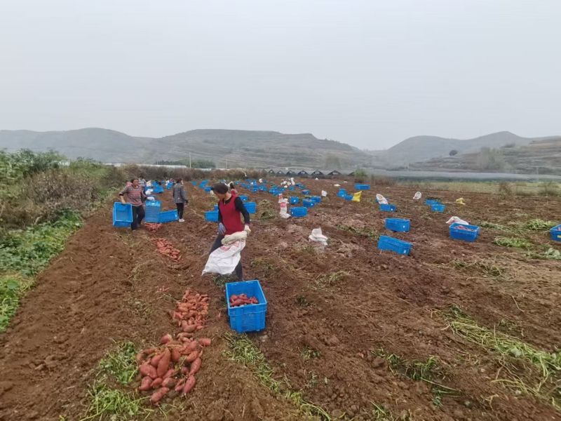 淅川县盛客薯业有限公司，纯红薯粉条，保质保量产地直发。