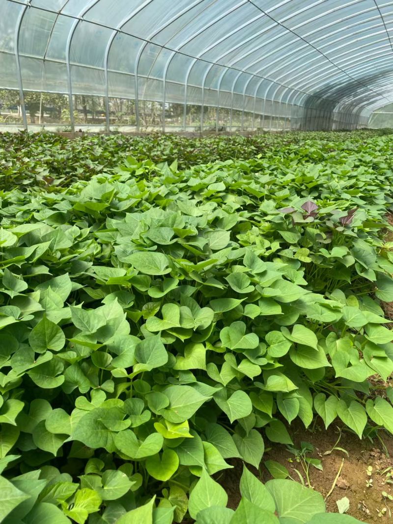 淅川县盛客薯业有限公司，纯红薯粉条，保质保量产地直发。