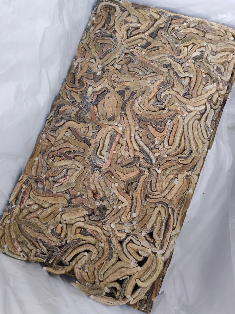 菲牛蛭冻干粉菲牛蛭冻干条天然水蛭素