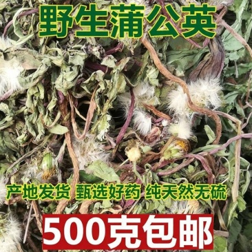 野生蒲公英天然晒干切片泡茶特级新货蒲公英茶婆婆丁养生茶
