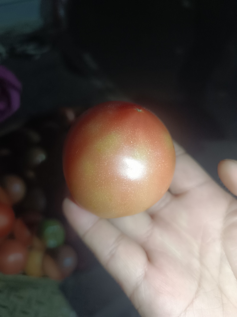 口感西红柿大量上市。