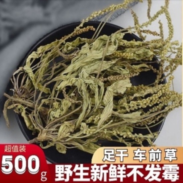 车前草泡茶本草车前草中药材车前草新鲜野生无硫磺车前草晒干
