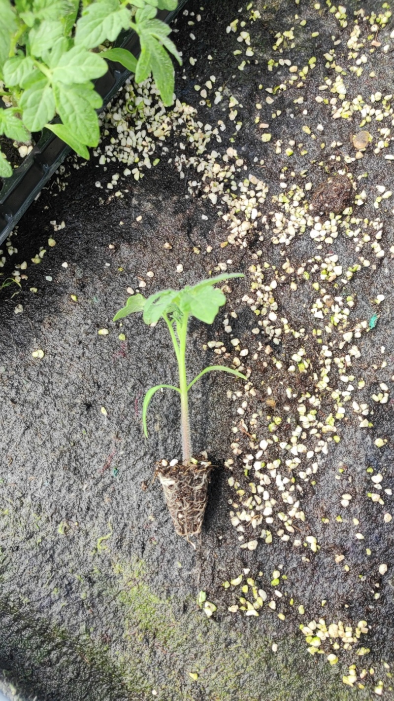 番茄苗，大番茄苗红果跟粉果