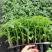 番茄苗，大番茄苗红果跟粉果