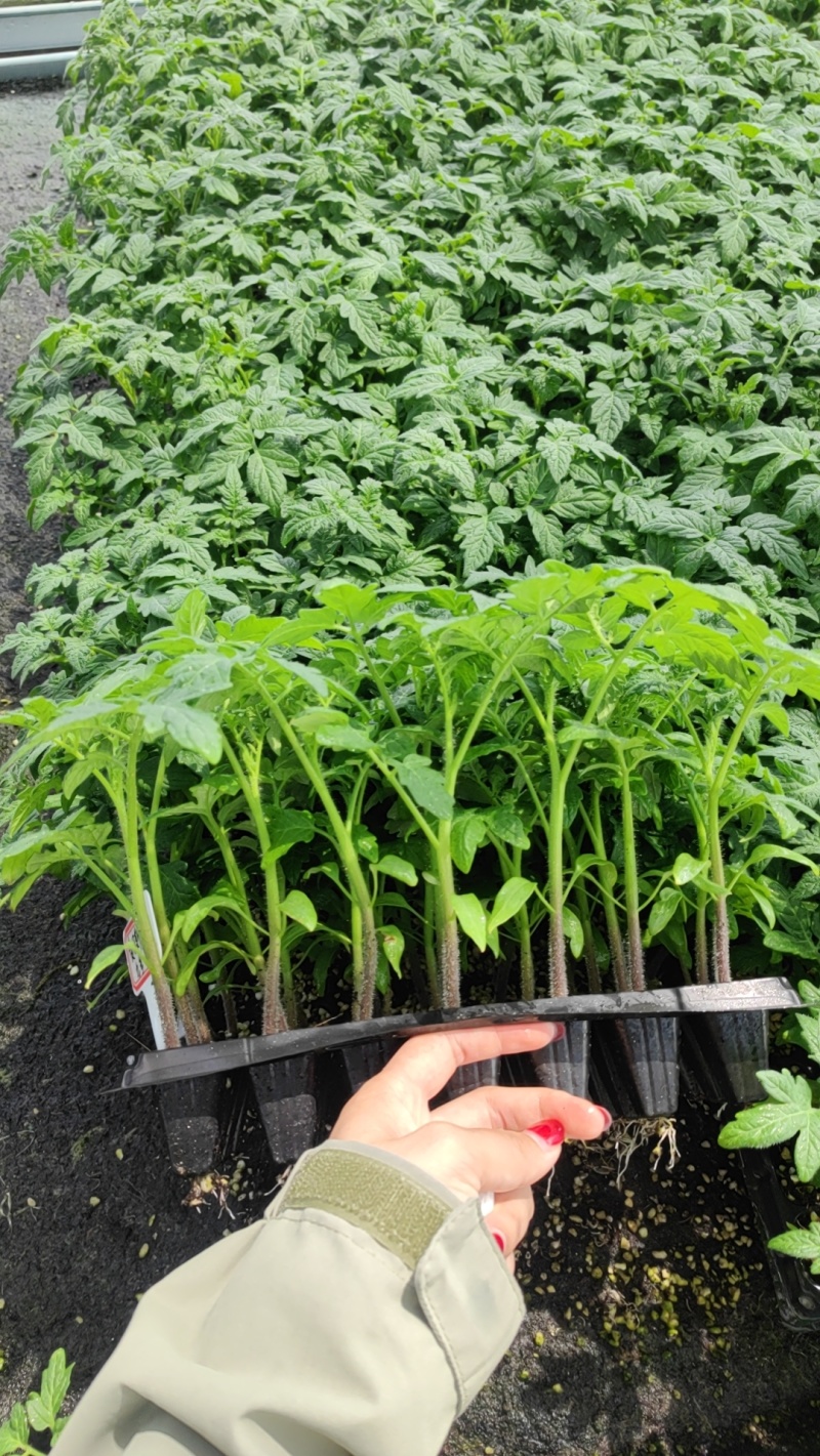 番茄苗，大番茄苗红果跟粉果