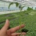 番茄苗，大番茄苗红果跟粉果