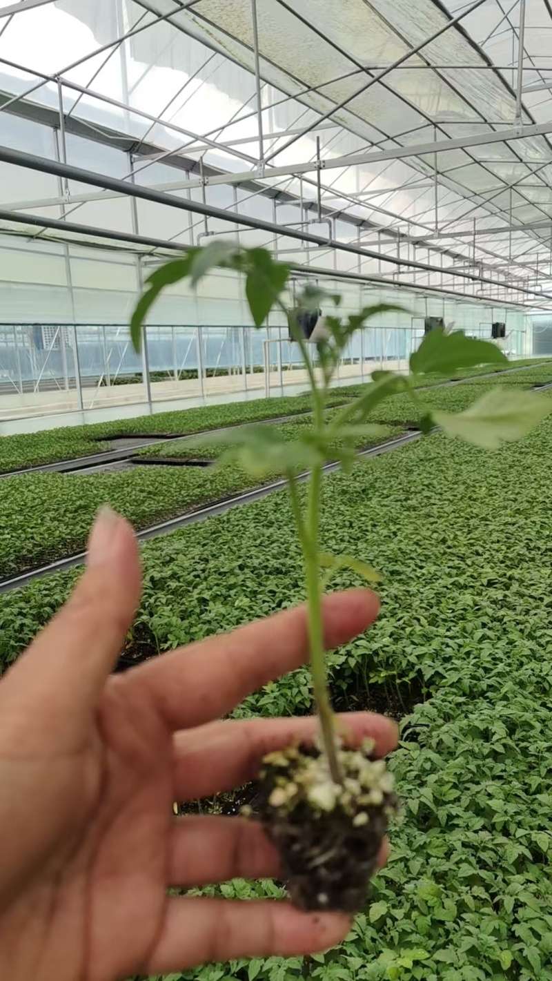 番茄苗，大番茄苗红果跟粉果