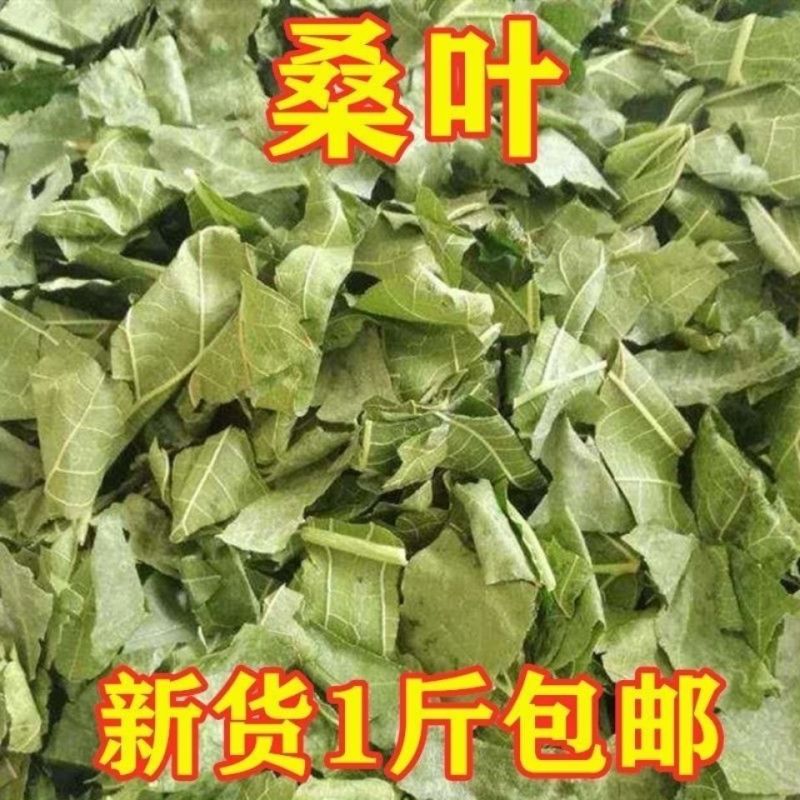 正品中药材霜后桑叶包邮新鲜晒干***干青冬桑叶