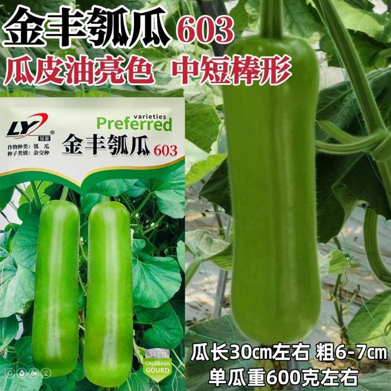 纯丰清香瓠子瓜早生长瓠瓜种子瓠子蒲瓜油亮长棒型蔬菜