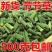 中药材野生木贼笔管木贼草节节草节骨草新鲜干货木贼