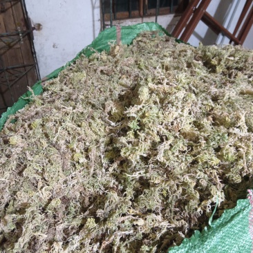 贵州水苔